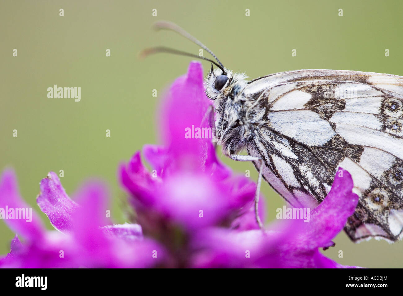 Marbled white butterfly on betony flower head in the English countryside Stock Photo