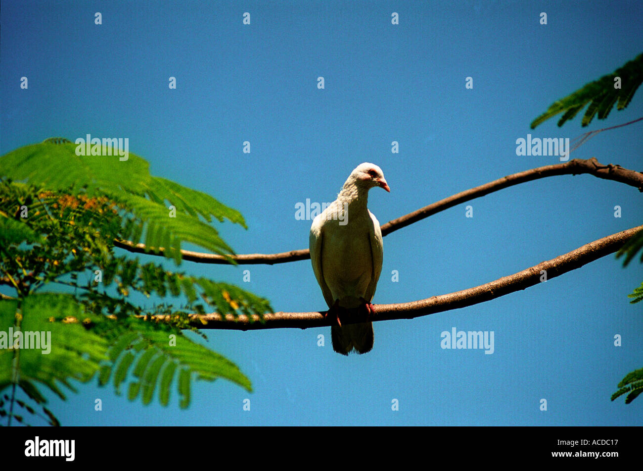 White dove against blue sky Stock Photo - Alamy