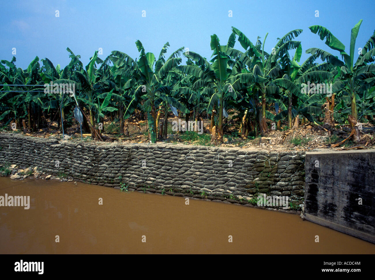 Guatemalan banana plantation harvesting bananas banana tree trees east