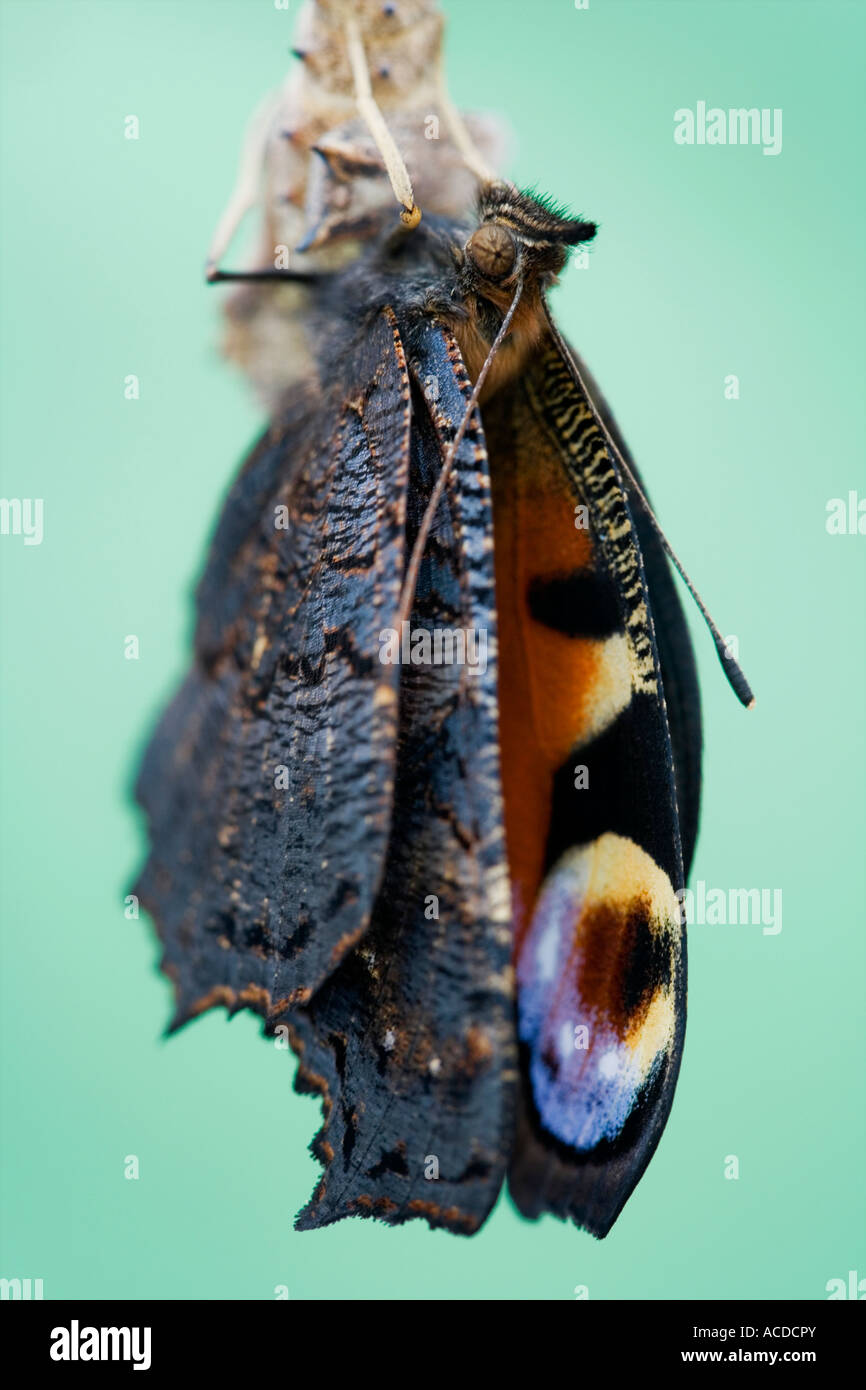 Aglais io. Peacock Butterfly drying its wings out after emerging from its chrysalis casing Stock Photo