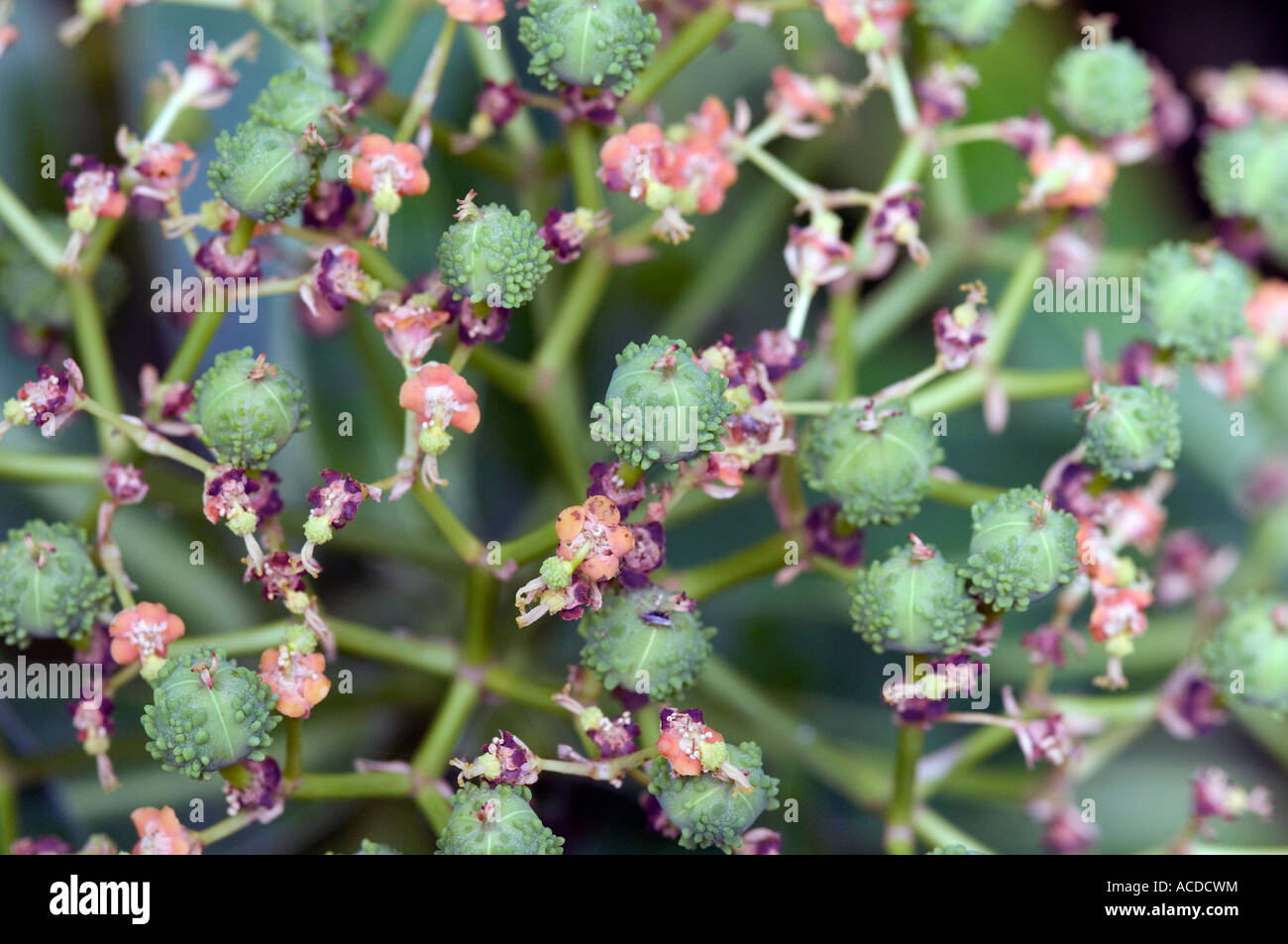 Pink flower buds close hi-res stock photography and images - Alamy