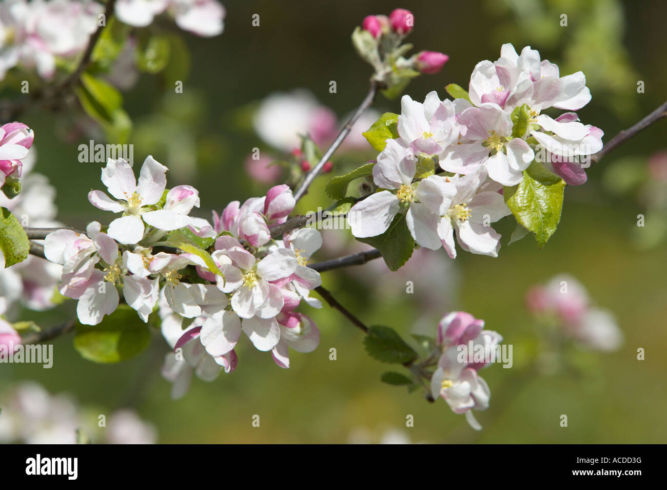 Apple blossom, Hardanger, Hordaland, Norway Stock Photo