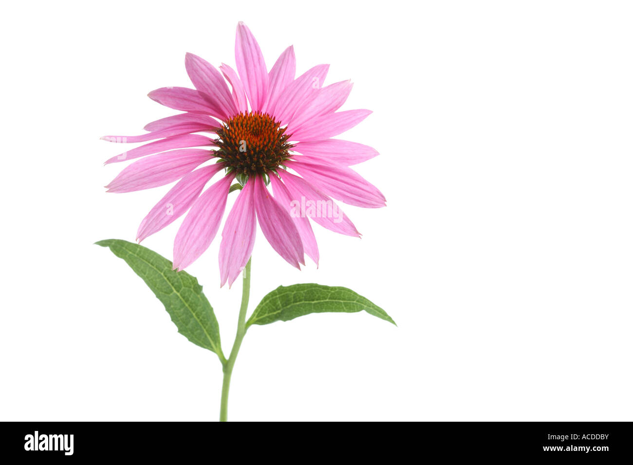 Echinacea Flower cut out on white background Stock Photo