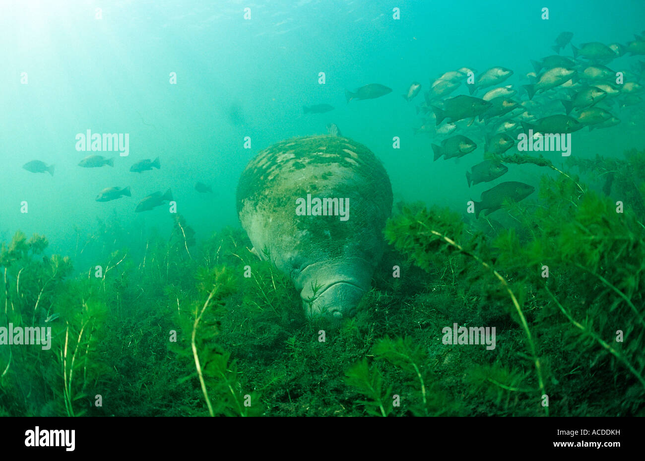 West indian manatee eating hi-res stock photography and images - Alamy