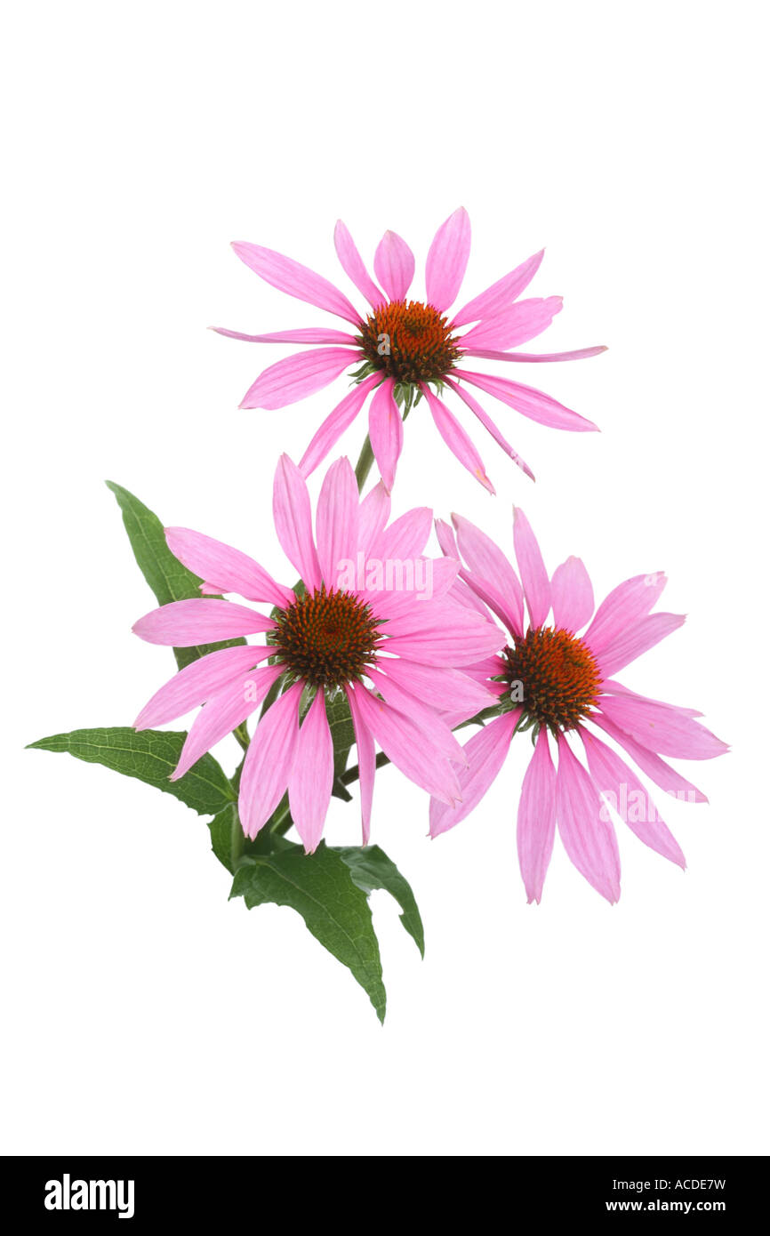 Echinacea Flowers cut out on white background Stock Photo