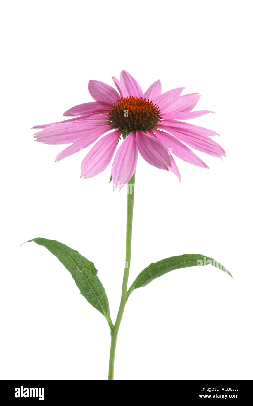 Echinacea Flower cut out on white background Stock Photo
