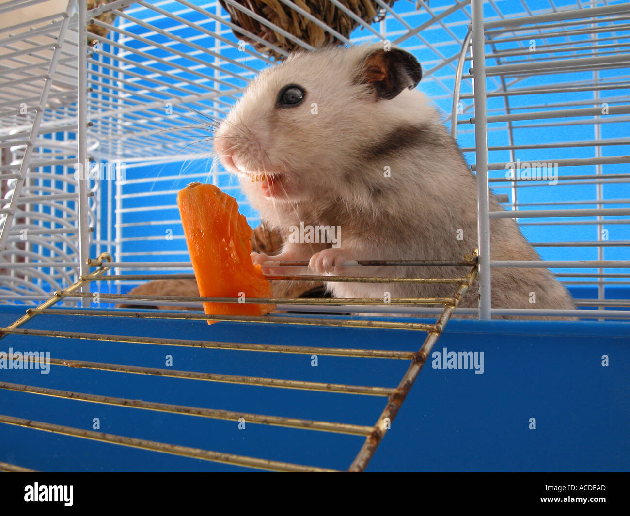 Hamster eating full cheek hires stock photography and images Alamy