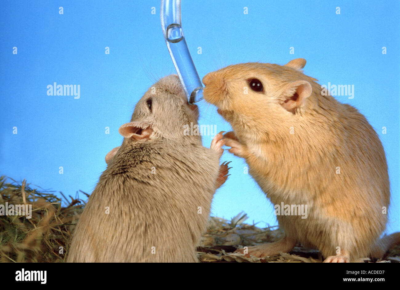gerbil drinking water Meriones Unguiculatus mouse gerbil 2 two pair couple Stock Photo