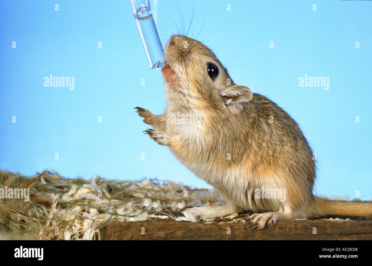 gerbil drinking water Stock Photo Alamy