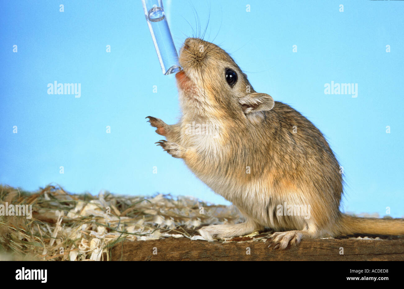 gerbil drinking water  Stock Photo