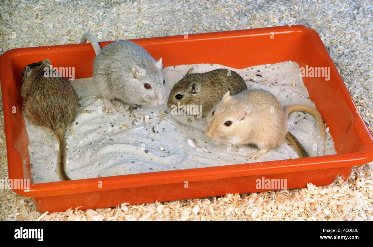 gerbil mice taking a sand bath 4 four Stock Photo Alamy