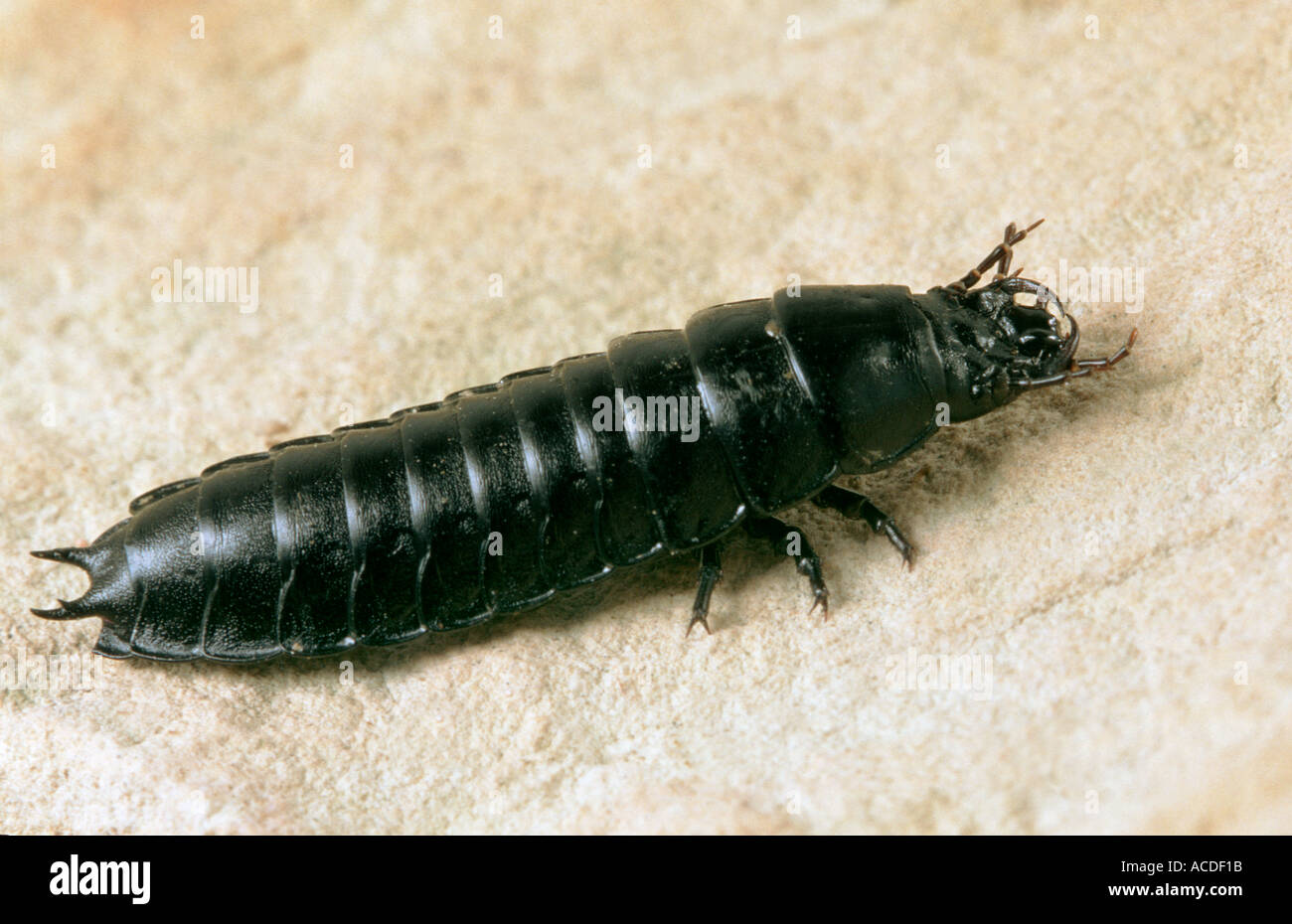 Lampyris Noctiluca European Glow Worm Female Pupa Shining At Night Stock Photo Alamy