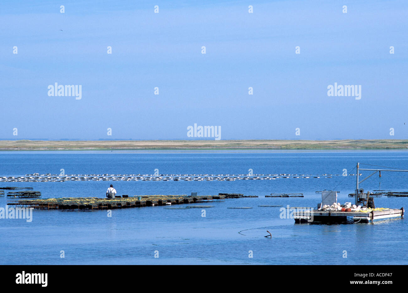 Oyster farming on the Bouctouche Bay New Brunswick Canada Stock Photo Alamy
