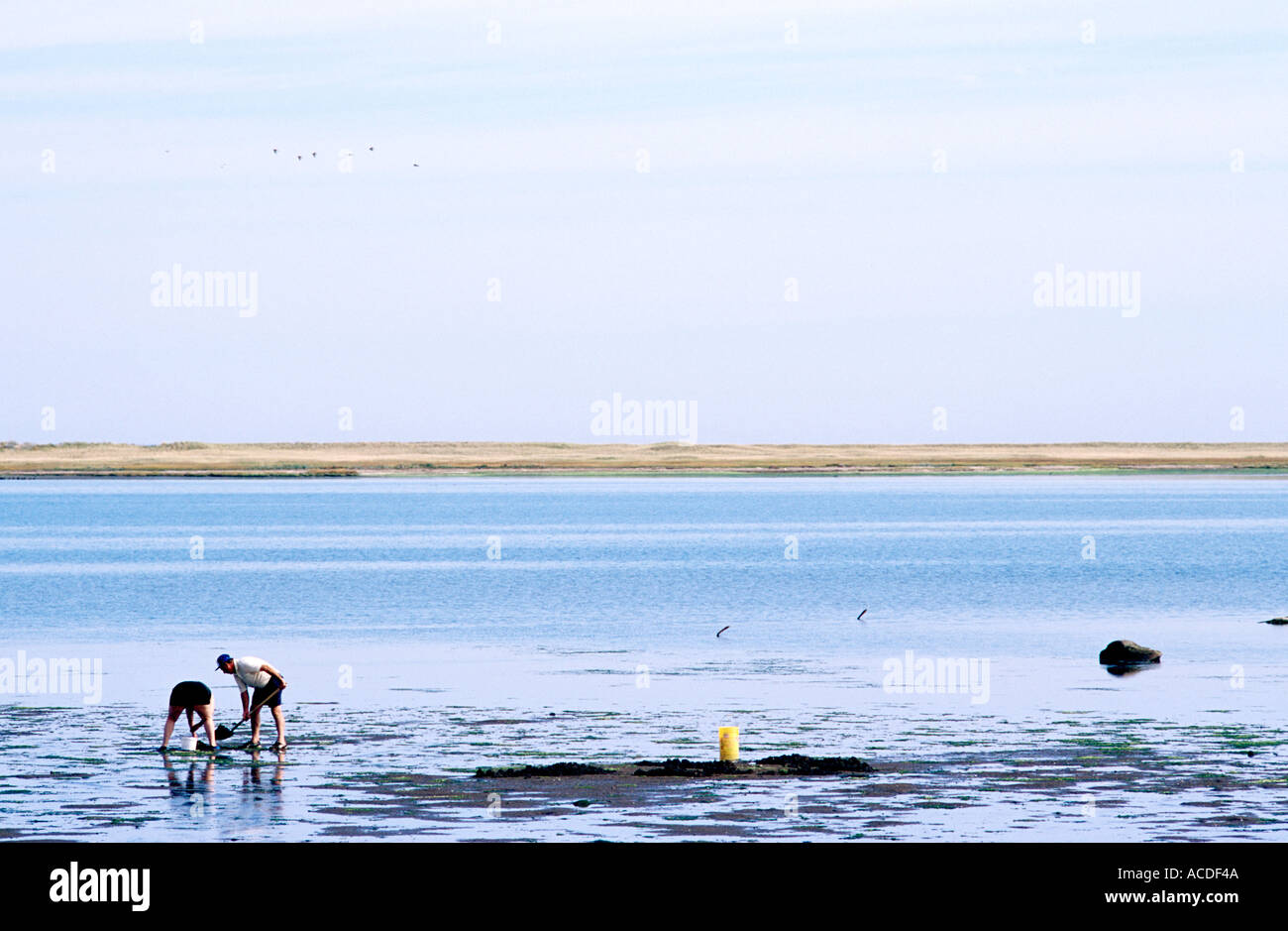 Digging for clams on Bouctouche Bay New Brunswick Canada Stock Photo