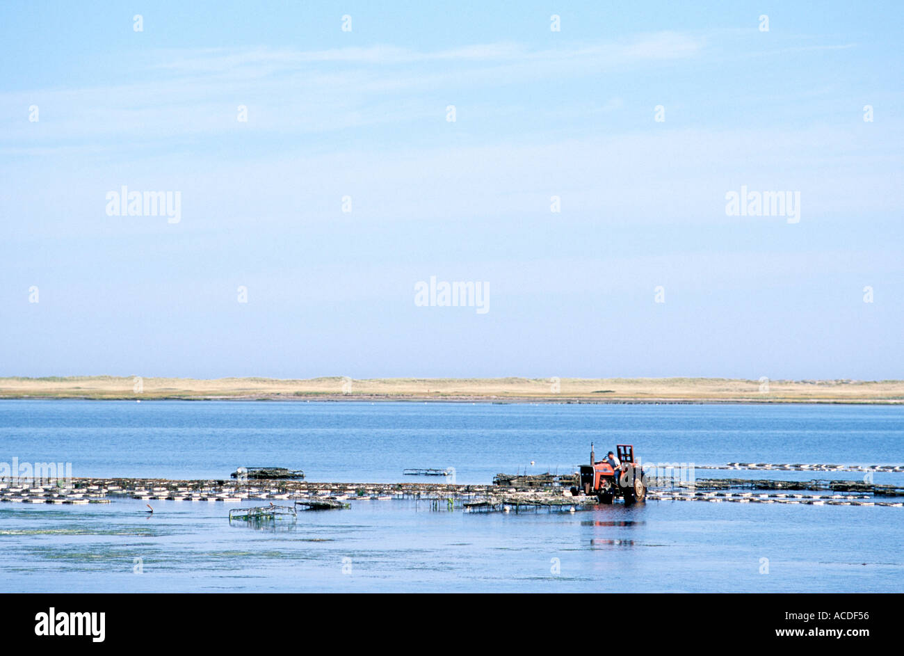 Oyster farming on the Bouctouche Bay New Brunswick Canada Stock Photo Alamy