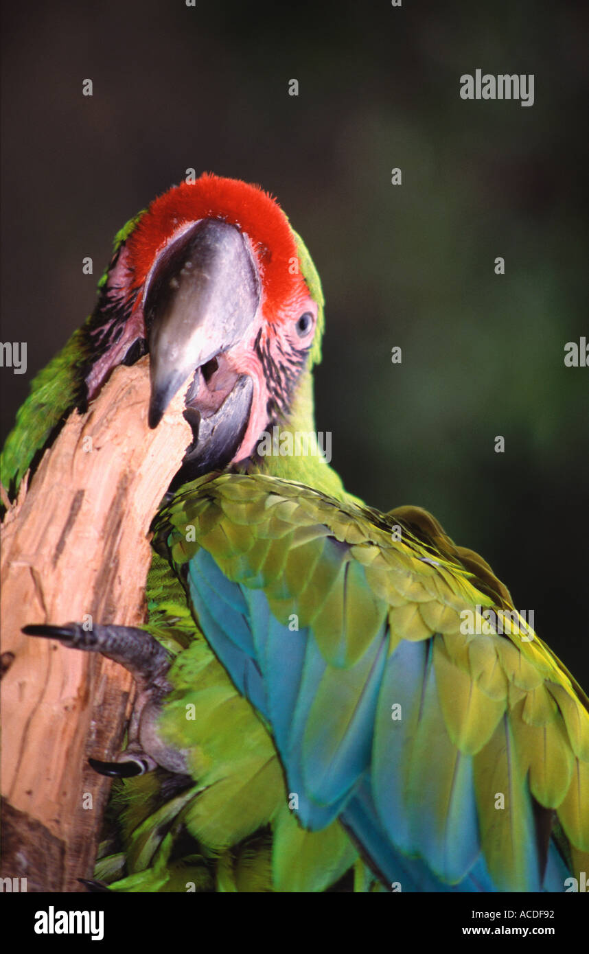 Green macaw biting a branch in the Doue la Fontaine zoo Loire valley France Stock Photo