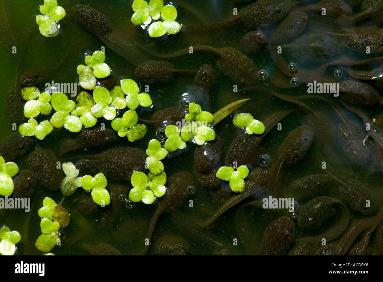 tadpoles and duck weed on a garden pond Stock Photo Alamy