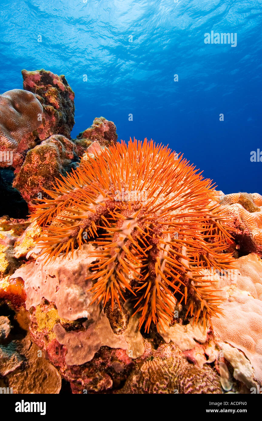Crown of Thorns starfish Acanthaster planci a very destructive species