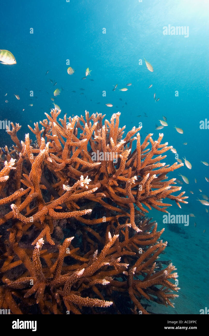 Staghorn Coral Acroporas sp and Staghorn Damselfish Amblyglyphidodon curacao Goofnuw Channel Valley of the Rays Yap Micronesia Stock Photo