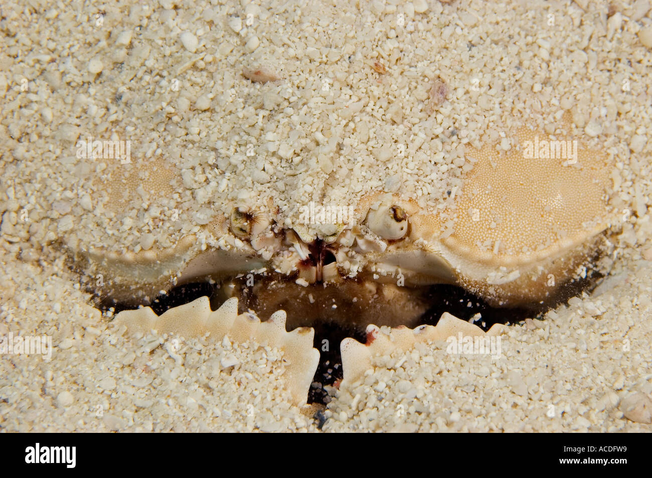 Shame Faced Crab Calappa calappa this crab can bury itself into the sand to avoid predators Yap Micronesia Pacific Ocean Stock Photo
