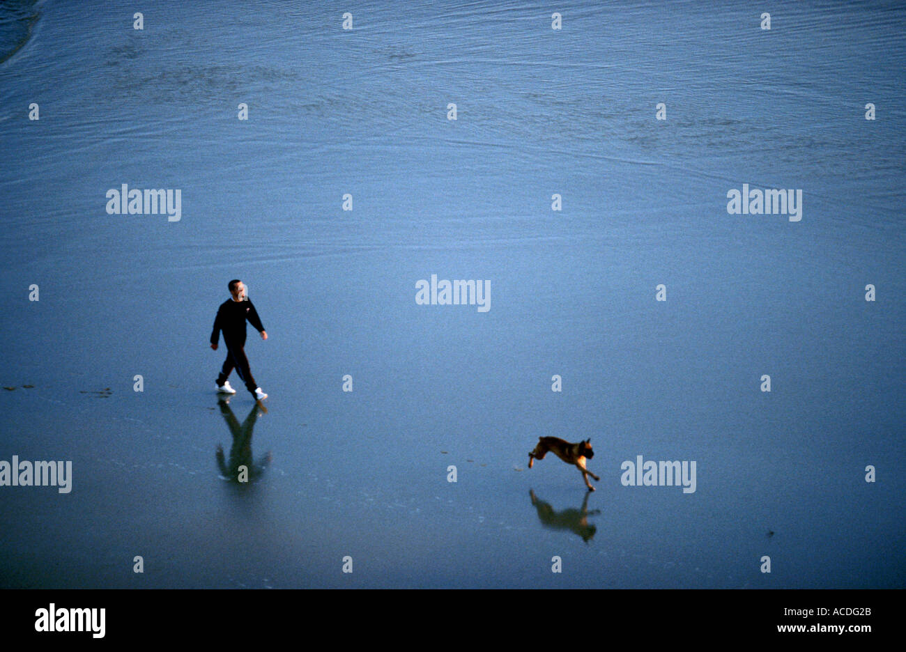 walking the dog on the beach Stock Photo