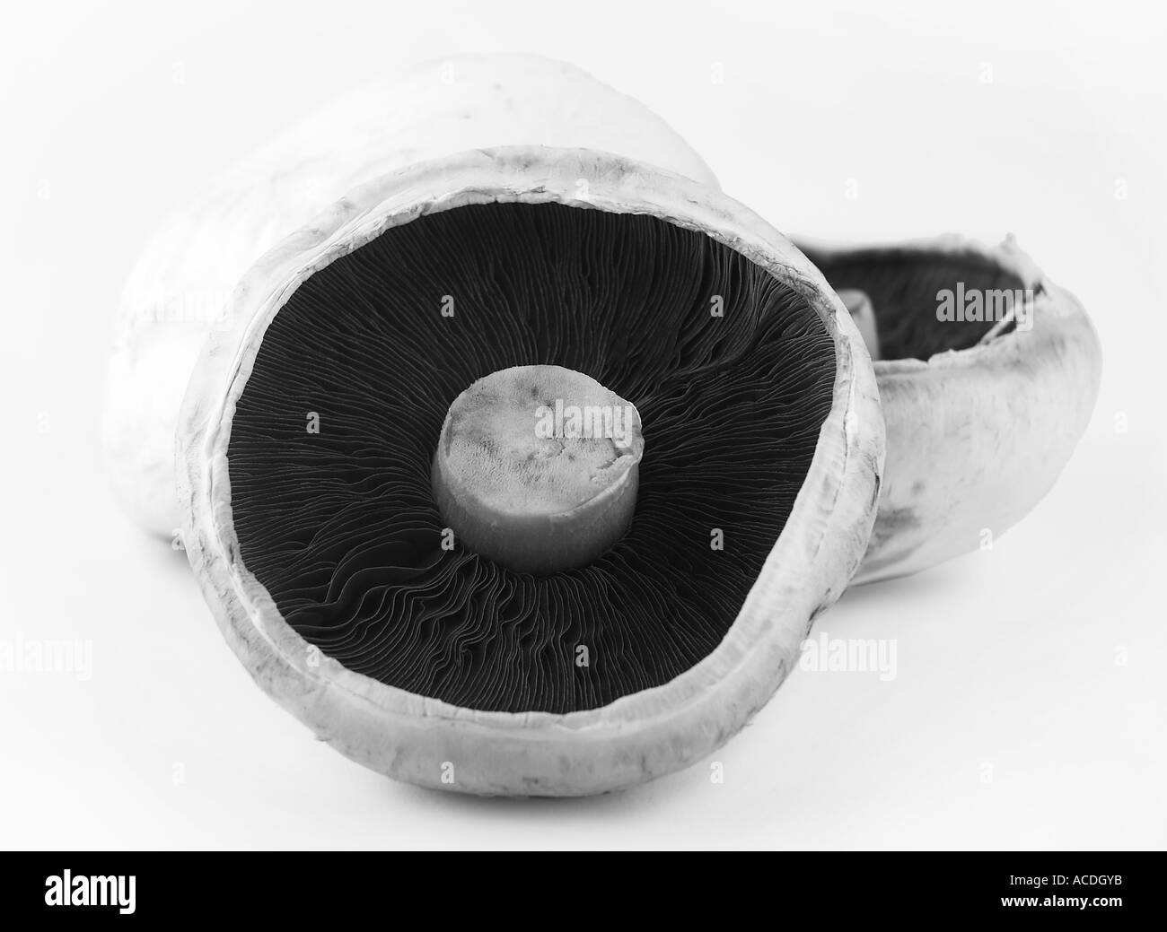 Co op mushrooms hires stock photography and images Alamy