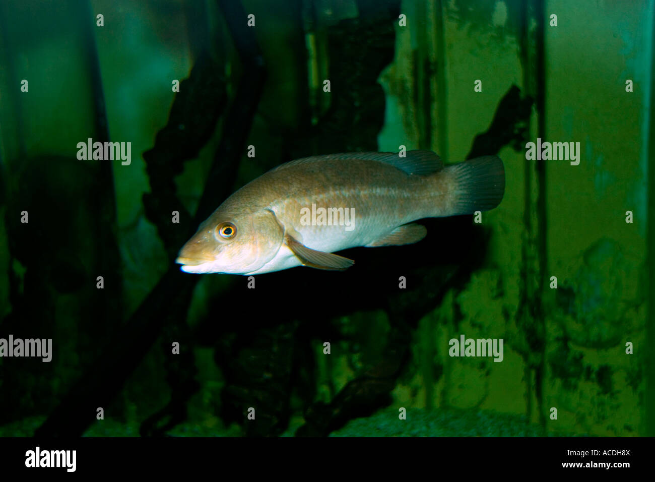 Balen Fish Ballan Wrasse colour varies according to age and stress Stock Photo - Alamy