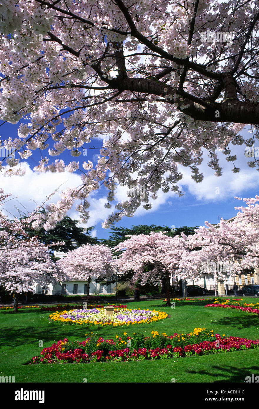 Cherry Blossom trees in full flower at Berkeley Square in Cheltenham  Gloucestershire county England UK Stock Photo - Alamy