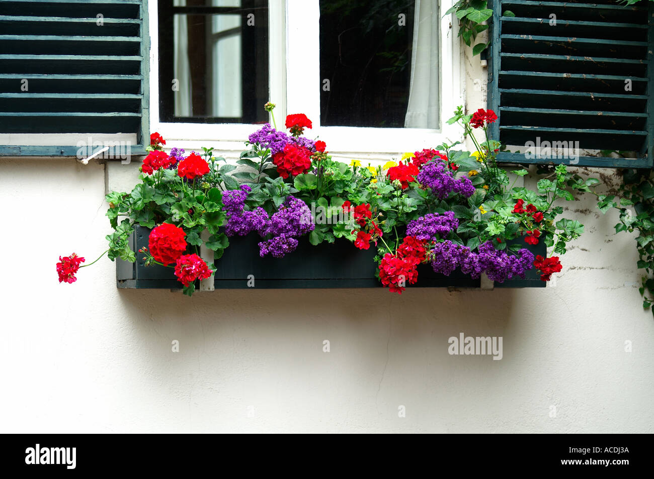 window with flower box geranium Stock Photo Alamy