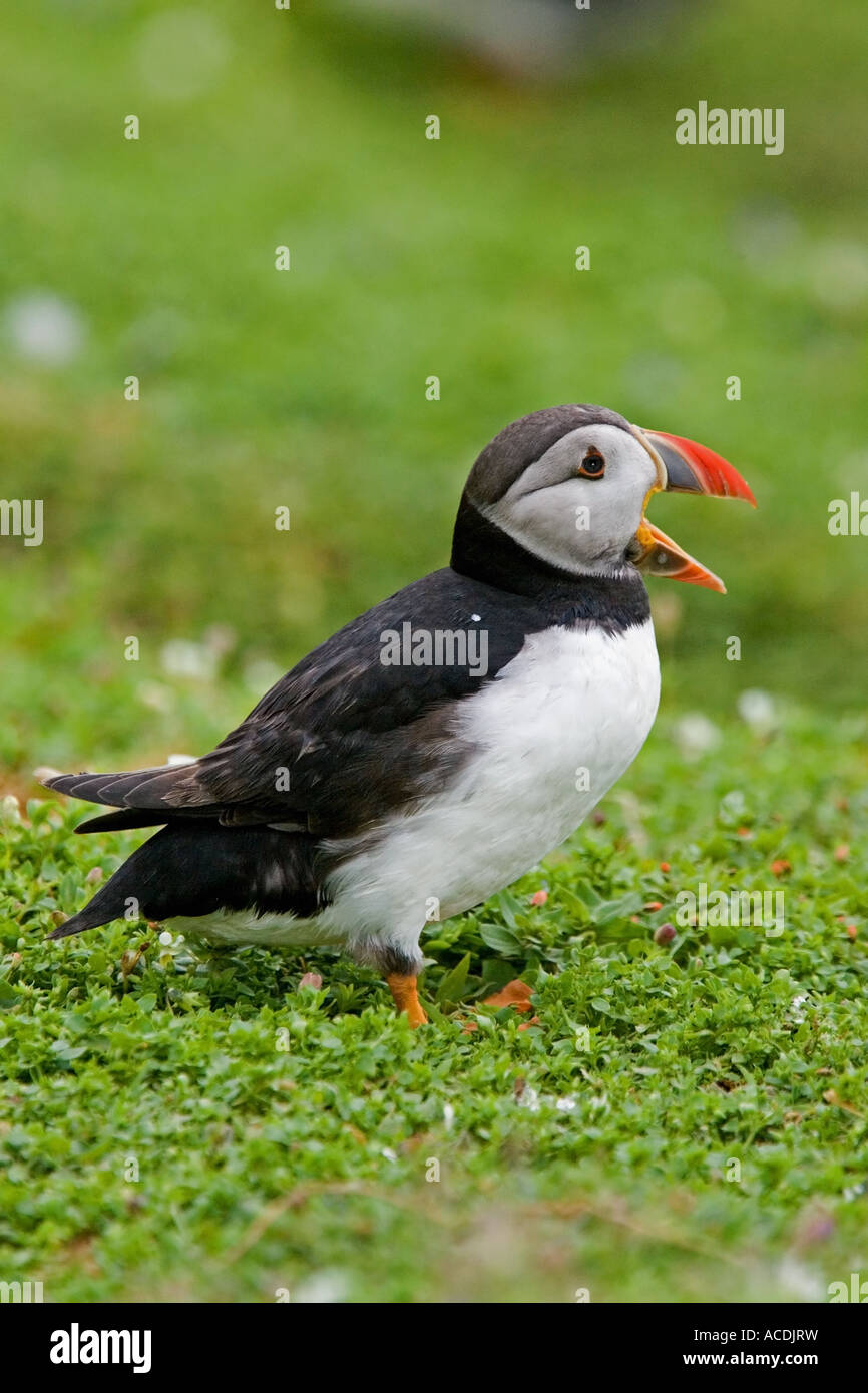 Puffin yawning, Skokholm Is. Stock Photo