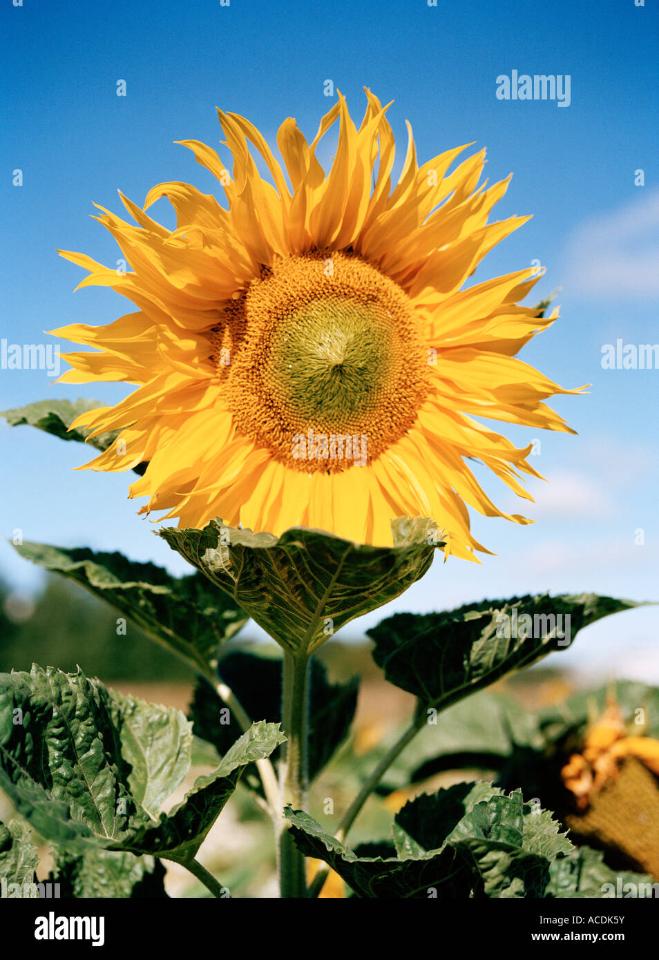 A sunflower against a blue sky Stock Photo - Alamy