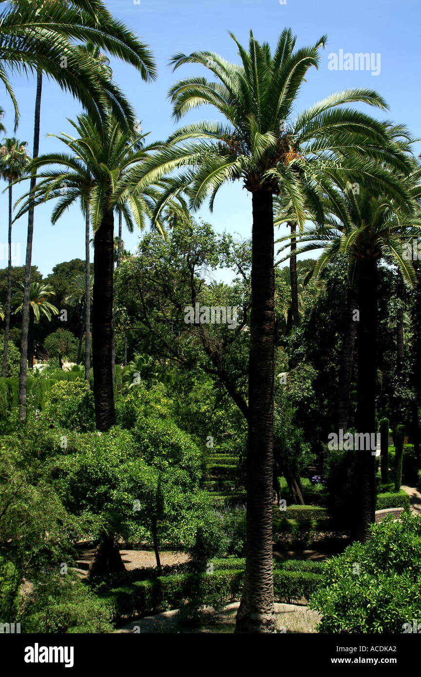 Palm trees in Alcazar gardens Seville Andalucia Spain Sevilia Andalusia Espana España Stock Photo
