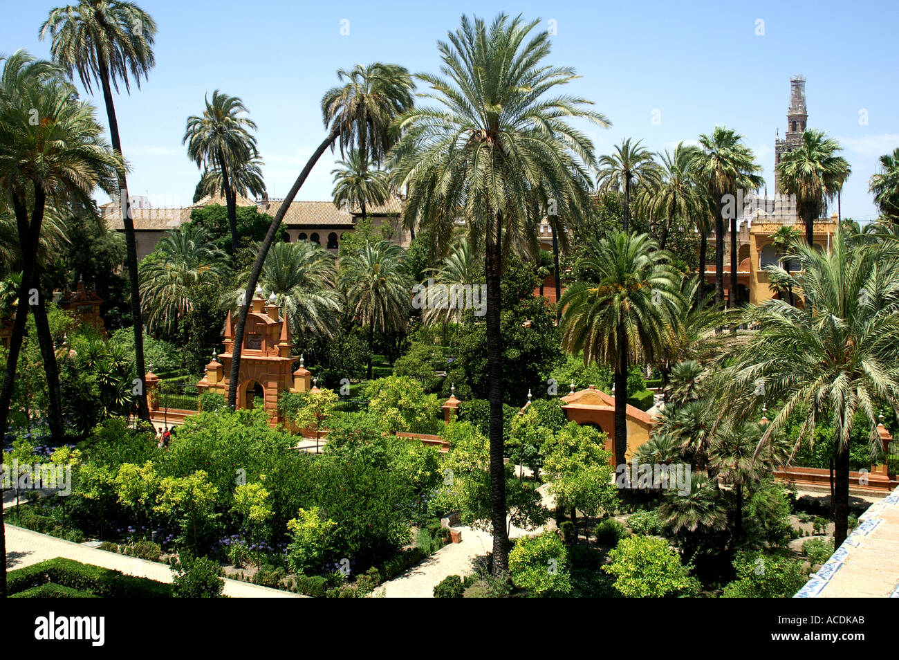 Walkway through palm trees in Alcazar gardens Seville Andalucia Spain Sevilia Andalusia Espana España Stock Photo