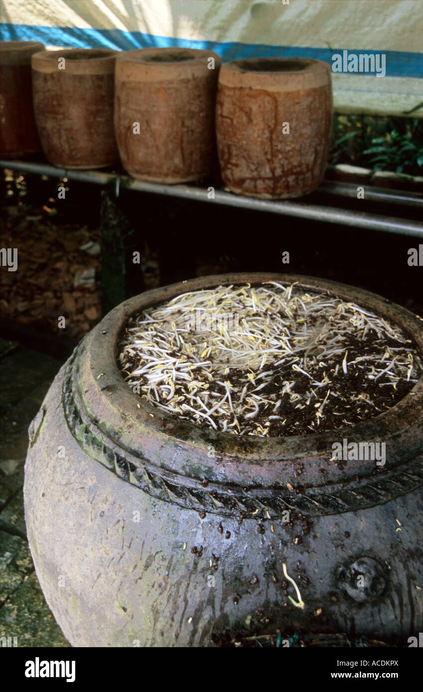 Bean Sprouts Production in Vietnam Stock Photo