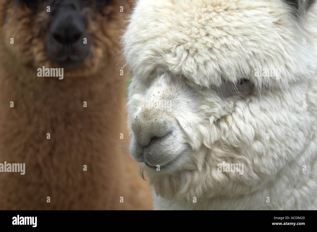 Alpaca Suffolk Agricultural Show Stock Photo Alamy