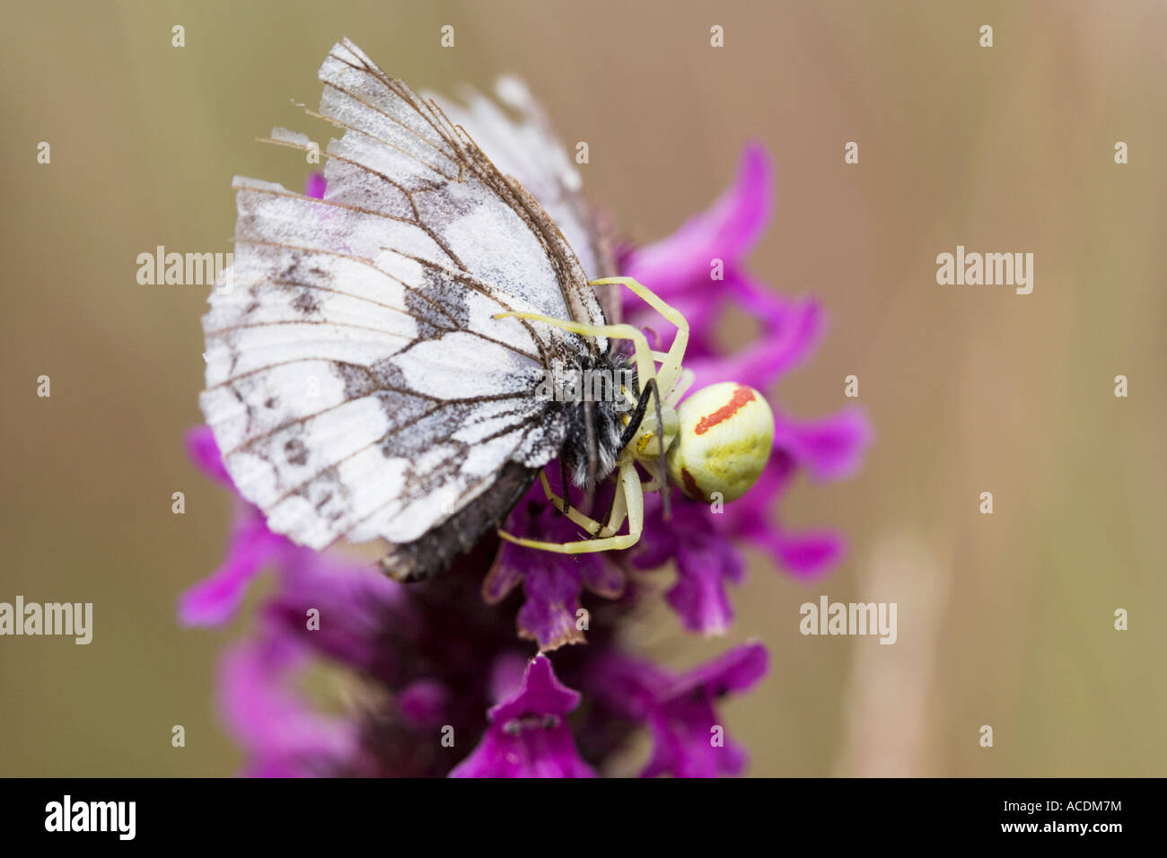 Crab spider catching a marbled white butterfly in the English countryside Stock Photo