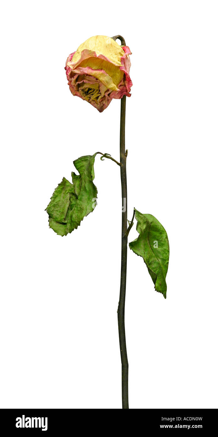 Dead and withered rose Stock Photo - Alamy