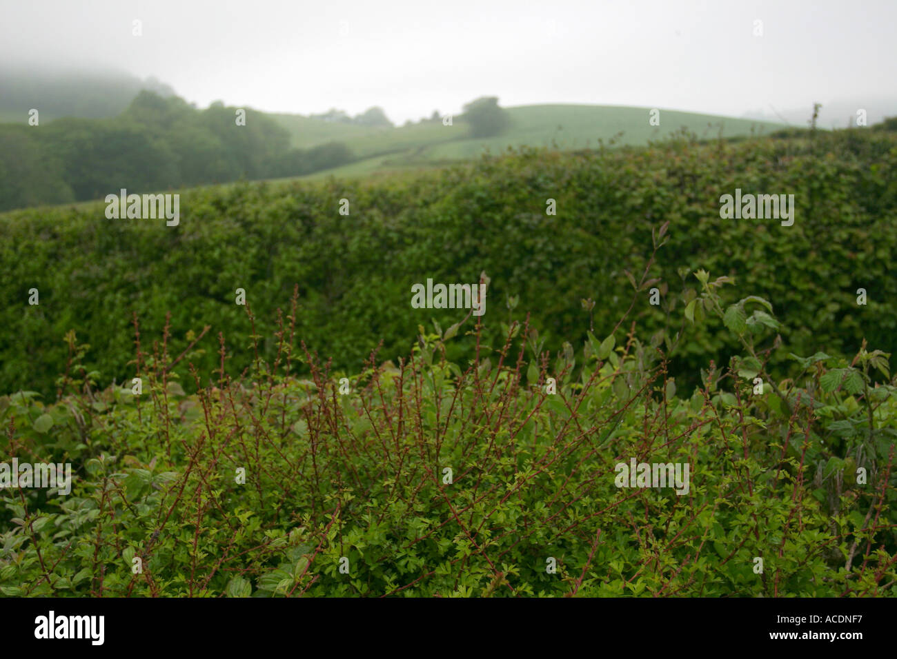 A field and hedge rows in the rain during the summer in Dorset, UK. Stock Photo