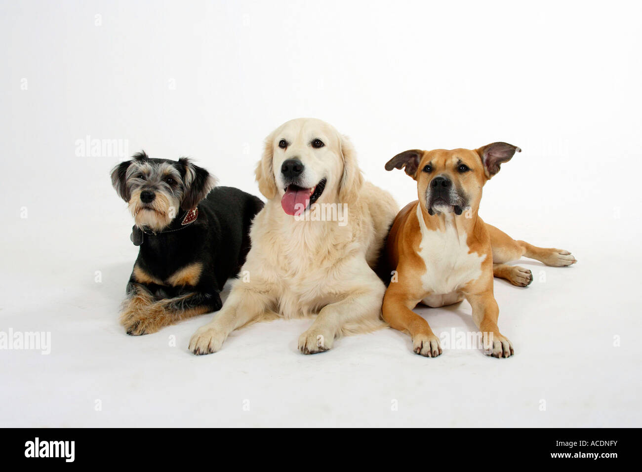 American Staffordshire Terrier Mixed Breed Dog And Golden Retriever Stock Photo Alamy