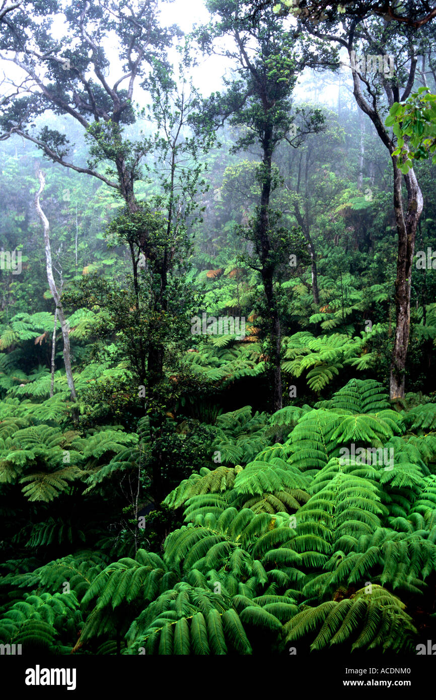 Fern forest beautifies Hawaii Volcanoes National Park, a UNESCO World