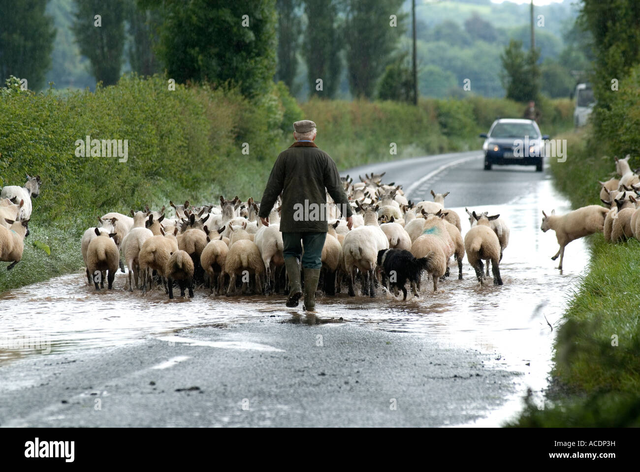 Shepherd driving sheep down road, Newnham Bridge, Worcestershire, England. Stock Photo
