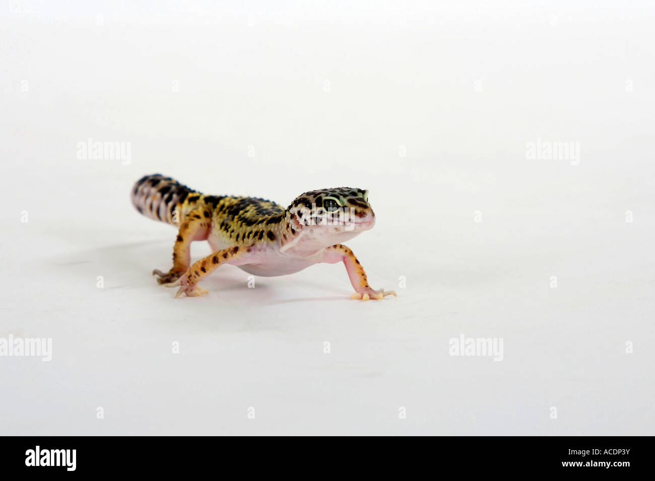 Leopard Gecko Eublepharis macularis Stock Photo