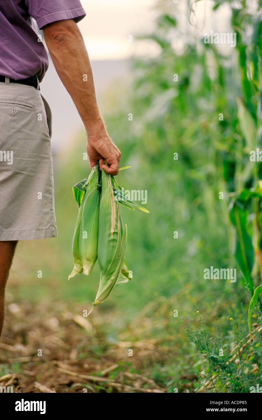 A man harvesting fresh corn on the cob. Stock Photo
