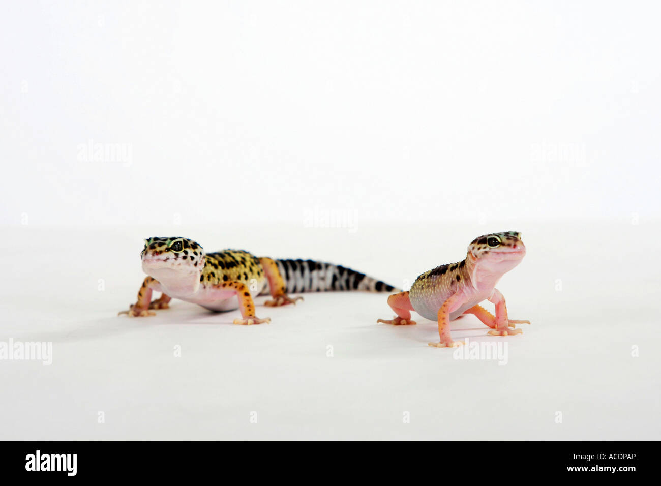 Leopard Geckos pair Eublepharis macularis Stock Photo