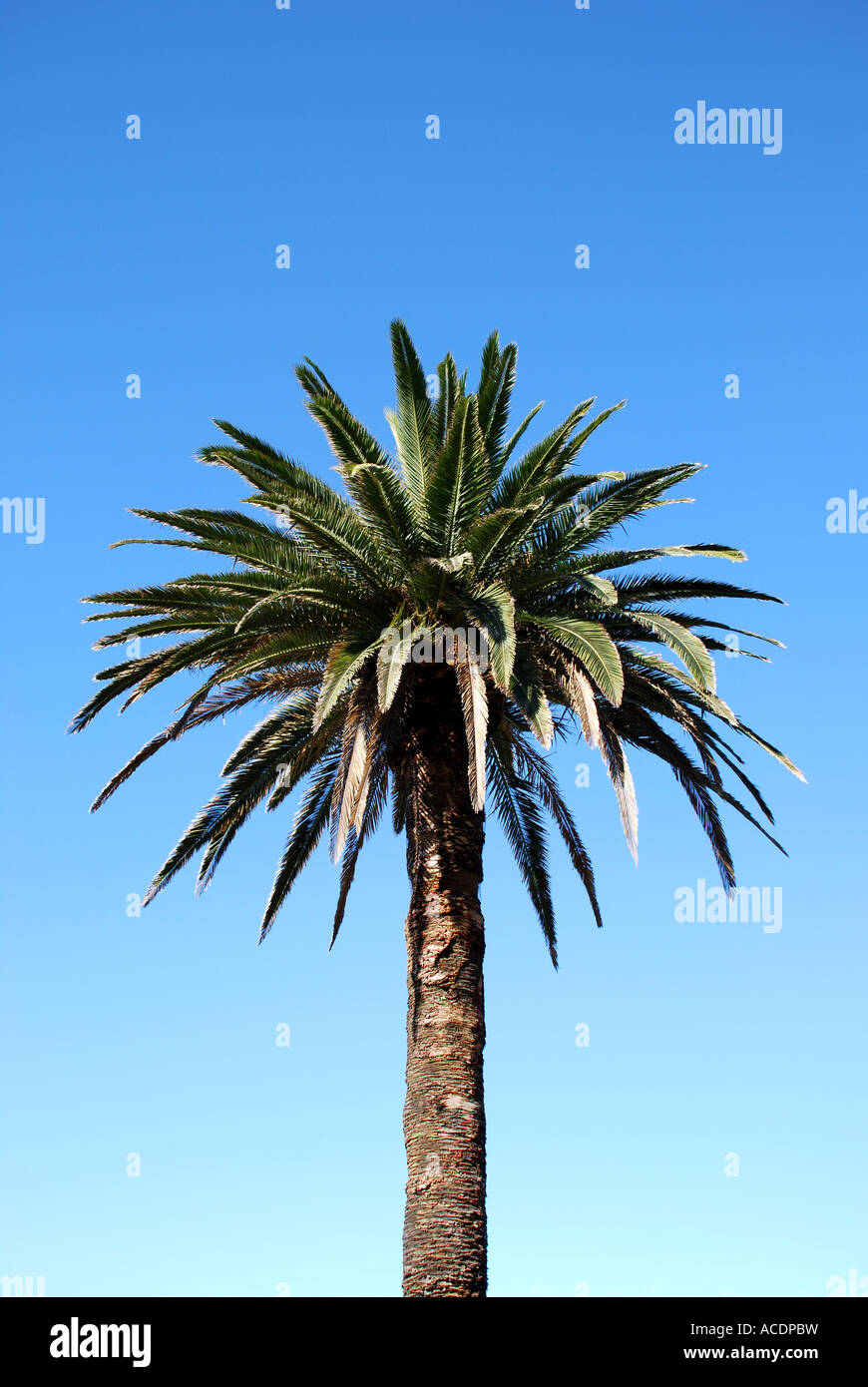 PALM TREE SYDNEY AUSTRALIA Stock Photo