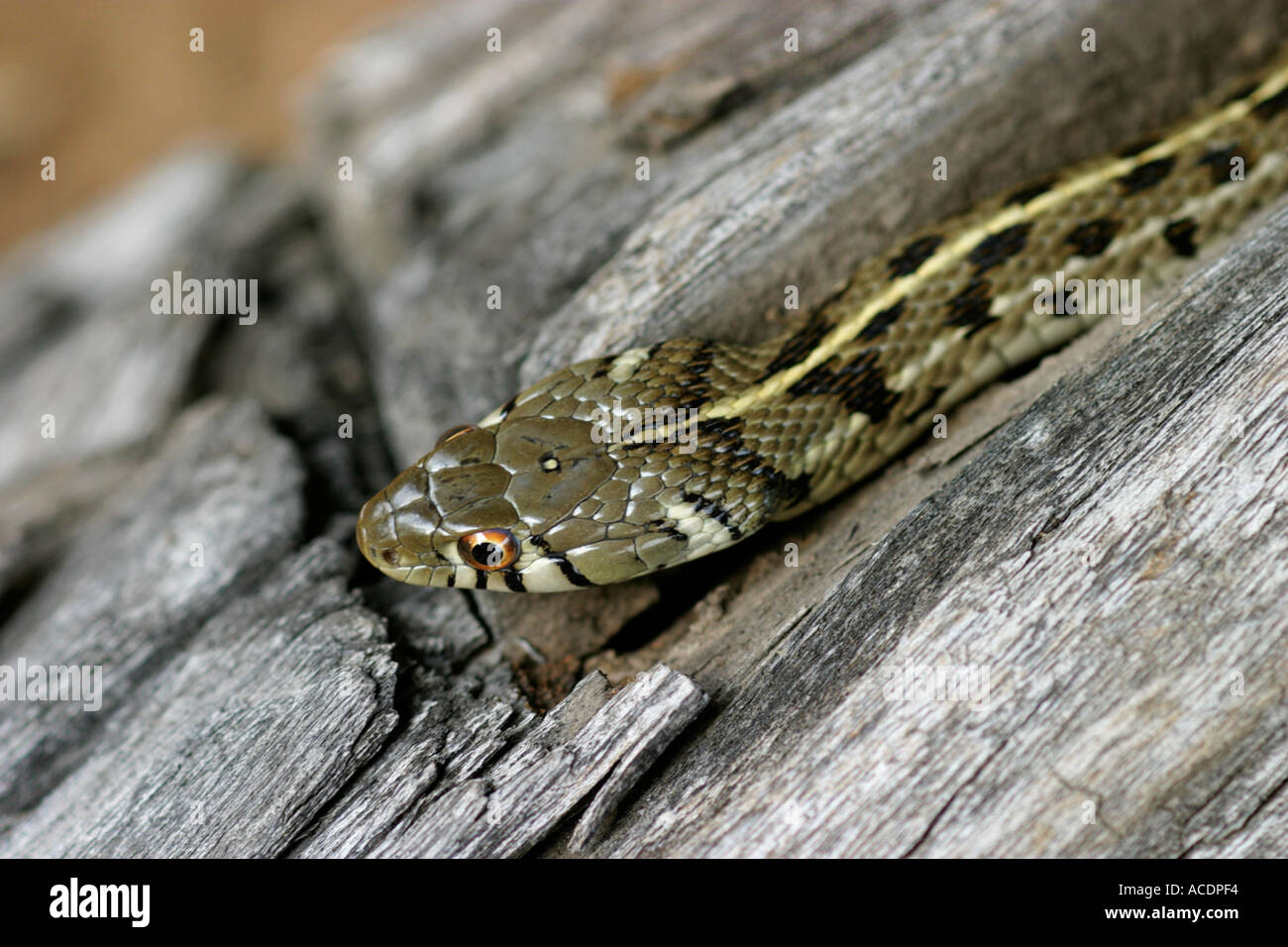 Texas Garter Snake Hi-res Stock Photography And Images - Alamy