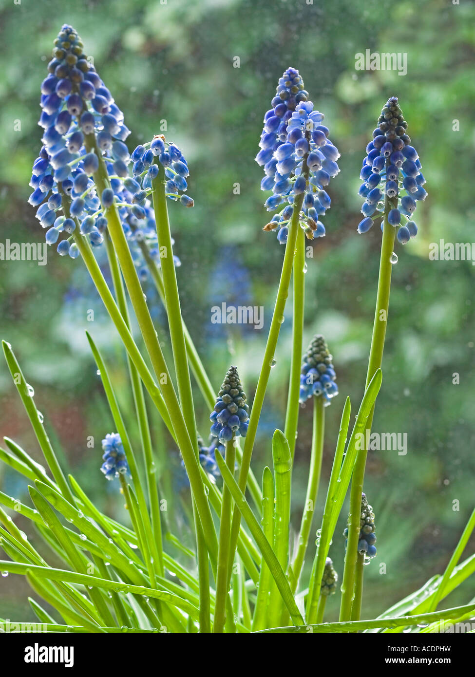 Grape hyacinth Muscari in blossom Hyacinthaceae Stock Photo