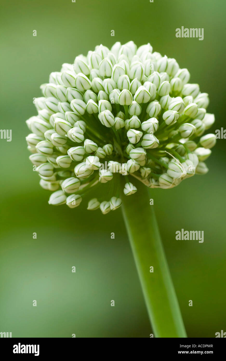 blossom buds of onion Allium cepa Stock Photo Alamy