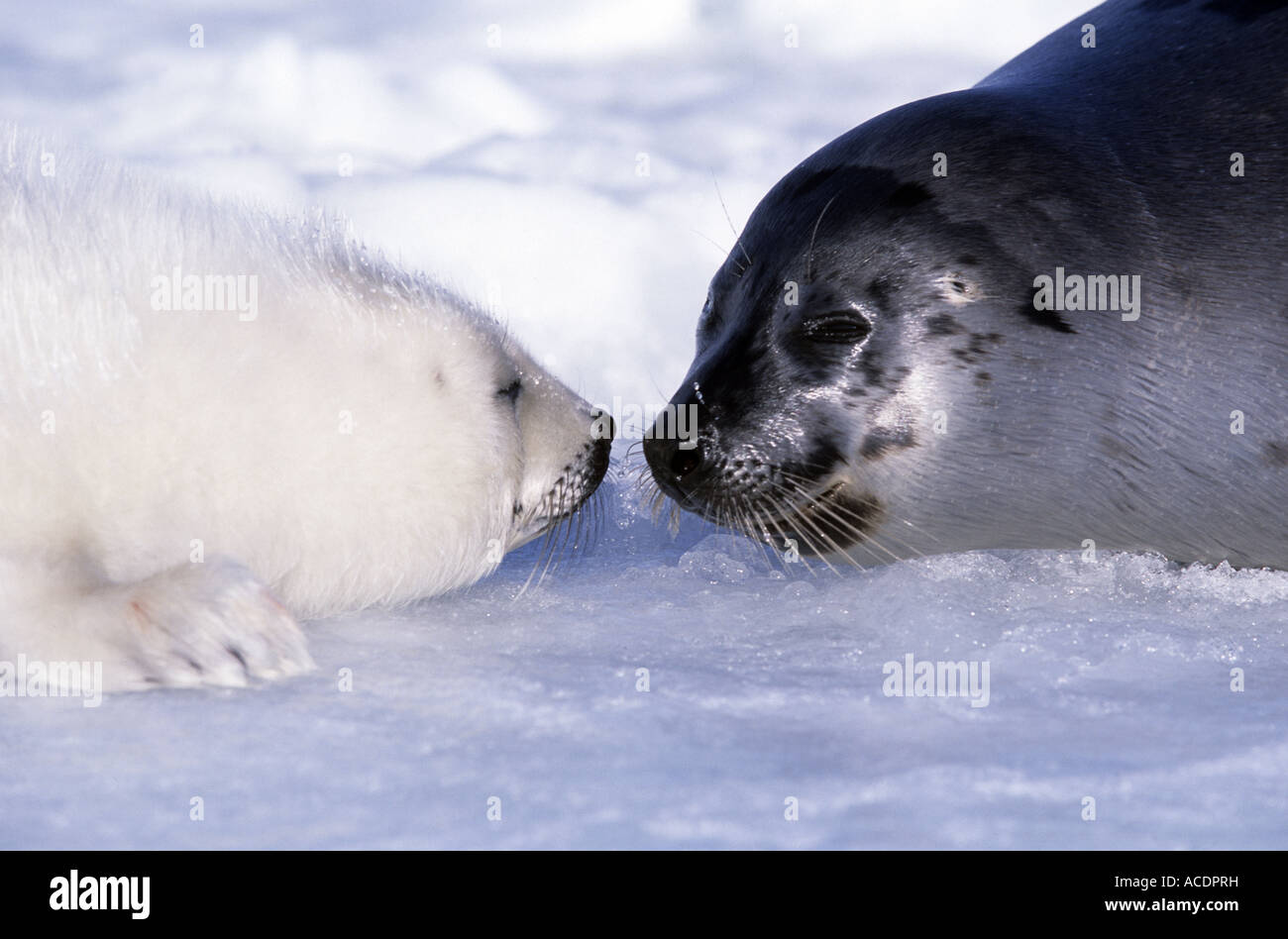 Harp Seal pup and mother on ice flows in Gulf of St Lawrence Canada North America Stock Photo
