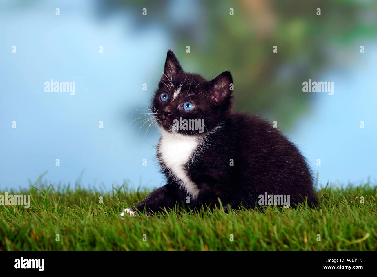 Domestic Cat kitten Stock Photo